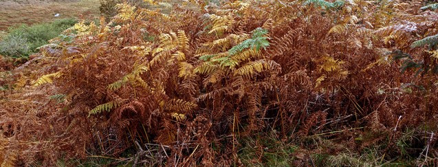 Bracken (2)