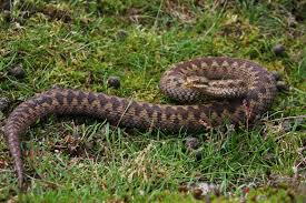 Adder