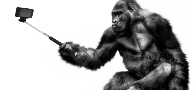 Selfie gorilla