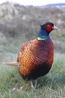 pheasant-1337901-639x958